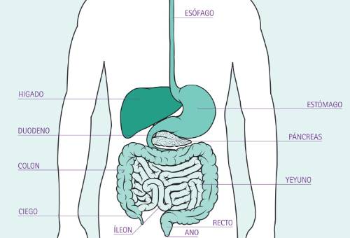 Cuatro Estrictamente beneficio El aparato digestivo | Aula de Pacientes