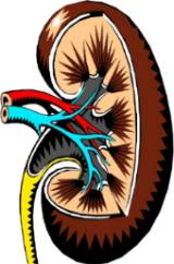 IA Enfermedad Renal